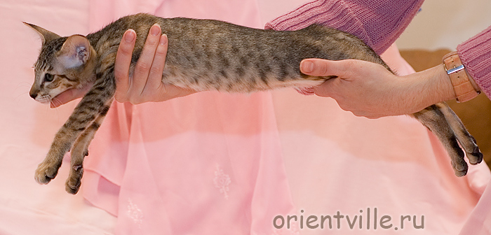 Orientville's Becky Thatcher