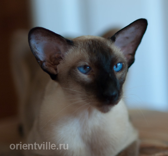 Texas Lady, 3,5 years old