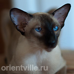 Texas Lady, 3,5 years old