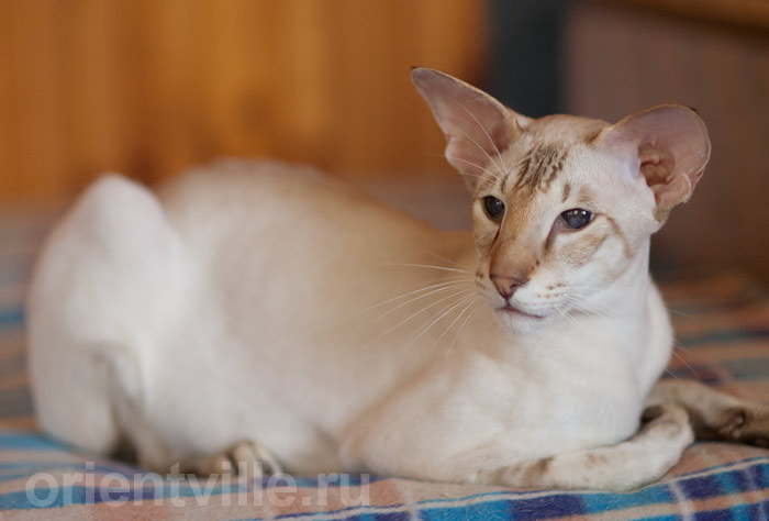 Orientville's Akela, 4 years