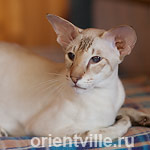 Orientville's Akela, 4 years