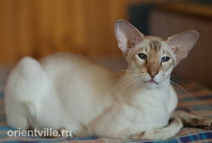 Orientville's Akela, 4 years