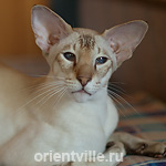 Orientville's Akela (SIA b 21)