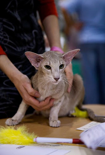 Mikado's Escada, 2 years