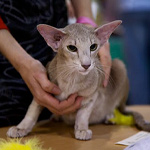 Mikado's Escada, 2 years