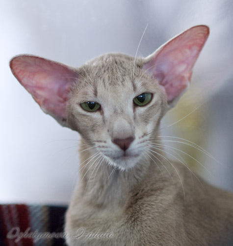 Mikado's Escada, 2 years