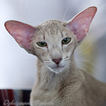 Mikado's Escada (ORI c 24)