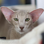 Mikado's Escada, 2 years