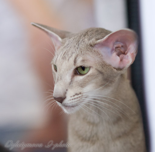 Mikado's Escada, 2 years