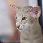 Mikado's Escada, 2 years