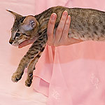 Orientville's Becky Thatcher