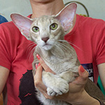 Mikado's Escada, 2 years