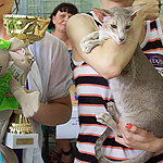 Mikado's Escada, 2 years