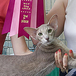 Mikado's Escada, 2 years