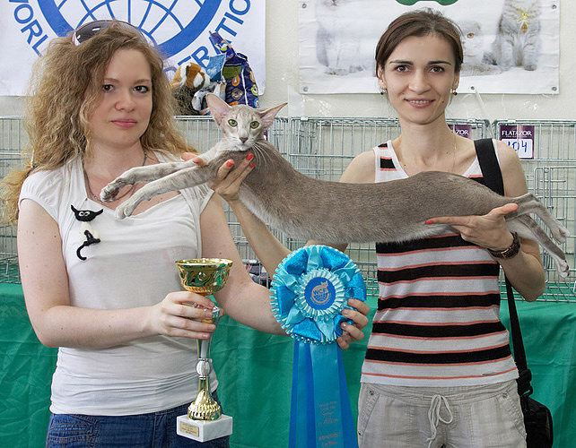 Mikado's Escada, 2 years