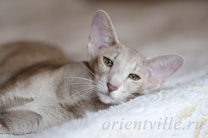 Mikado's Escada, 3 years