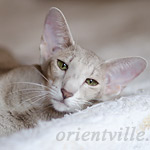 Mikado's Escada, 3 years