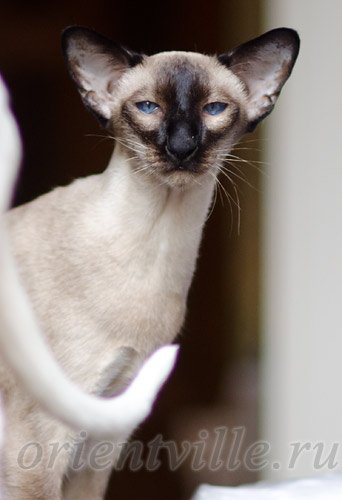 Texas Lady, 4,5 years old