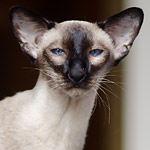 Texas Lady, 4,5 years old