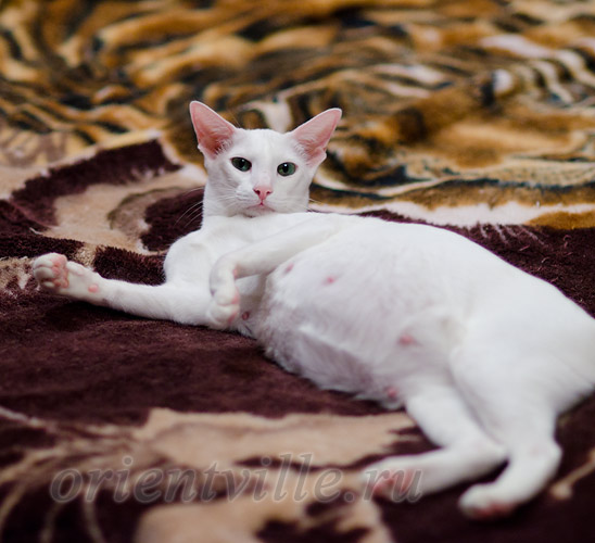 Галатея, 68 день беременности