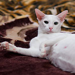 Галатея, 68 день беременности