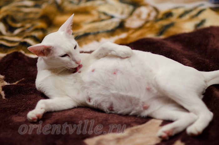 Галатея, 68 день беременности