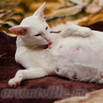 Галатея, 68 день беременности