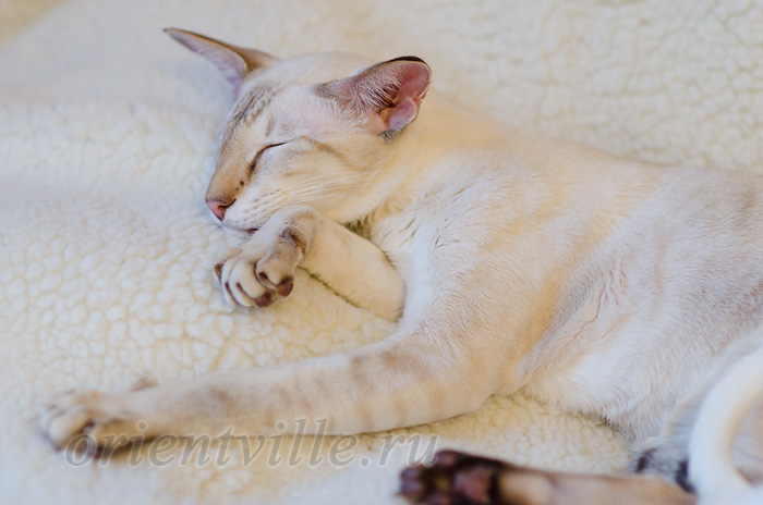 Orientville's Akela, 5 years