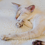 Orientville's Akela, 5 years