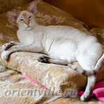 Orientville's Akela, 5 years