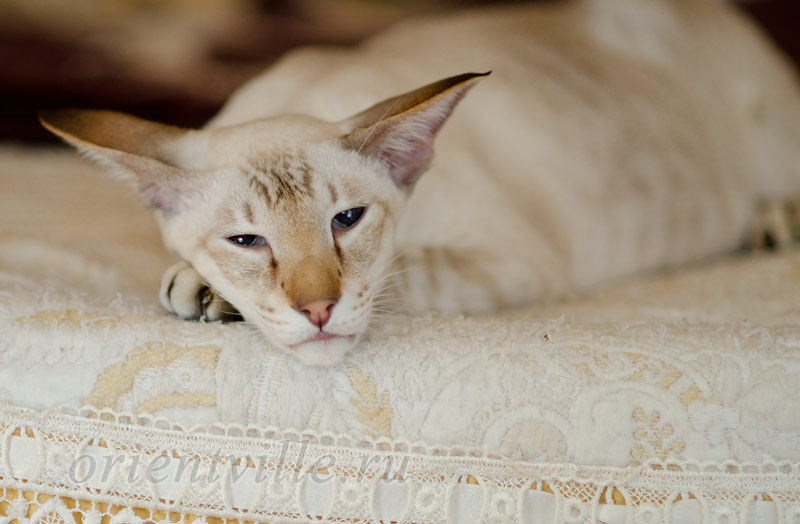 Orientville's Akela, 6 years