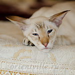 Orientville's Akela, 6 years