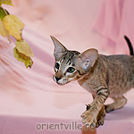 Ориентальный котенок