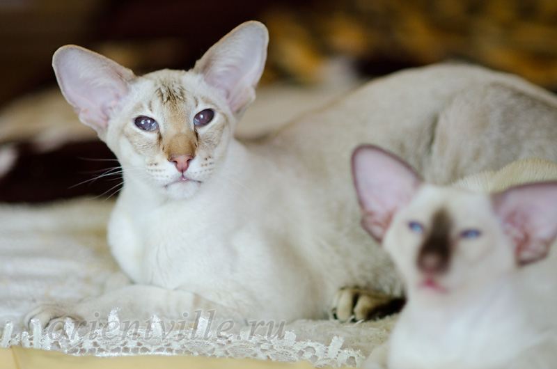 Orientville's Akela, 6 years