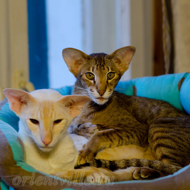 Ориентальная любовь