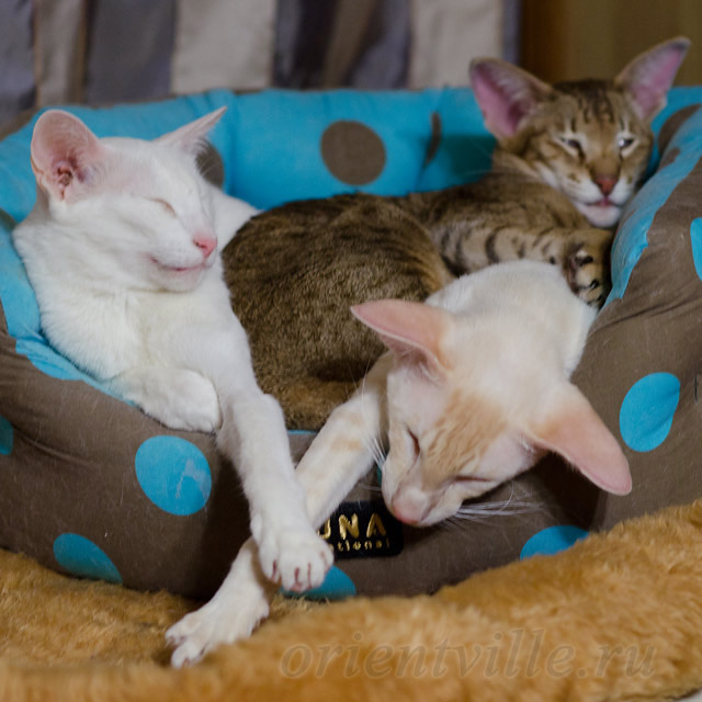 Ориентальная любовь