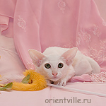 Ориентальный котенок