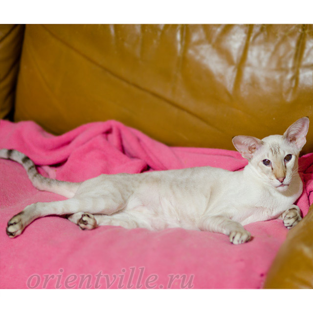 Orientville's Akela, 8 years