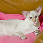 Orientville's Akela, 8 years