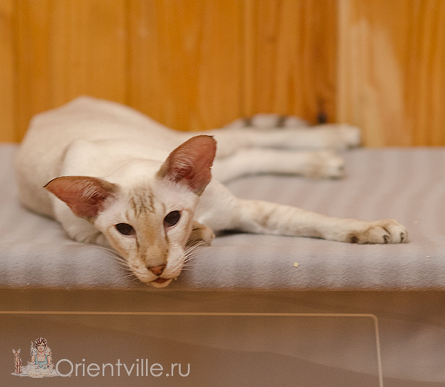 Orientville's Akela, 9 years