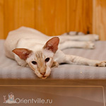 Orientville's Akela, 9 years