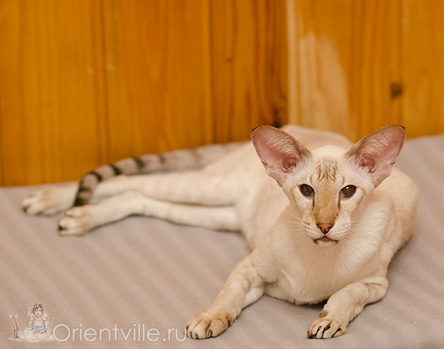 Orientville's Akela, 9 years