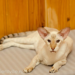 Orientville's Akela, 9 years