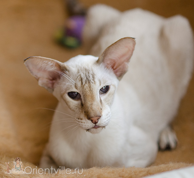 Orientville's Akela, 9 years