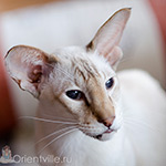 Orientville's Akela, 9 years