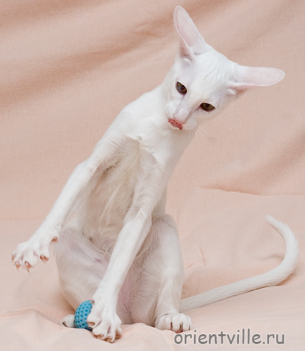 Assol Da Kisa. 5 month