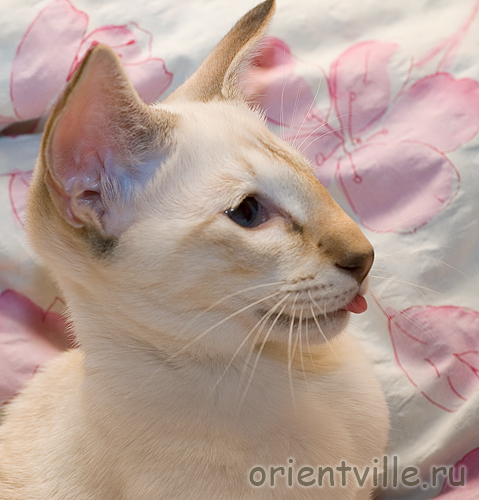 Я круче! Akela