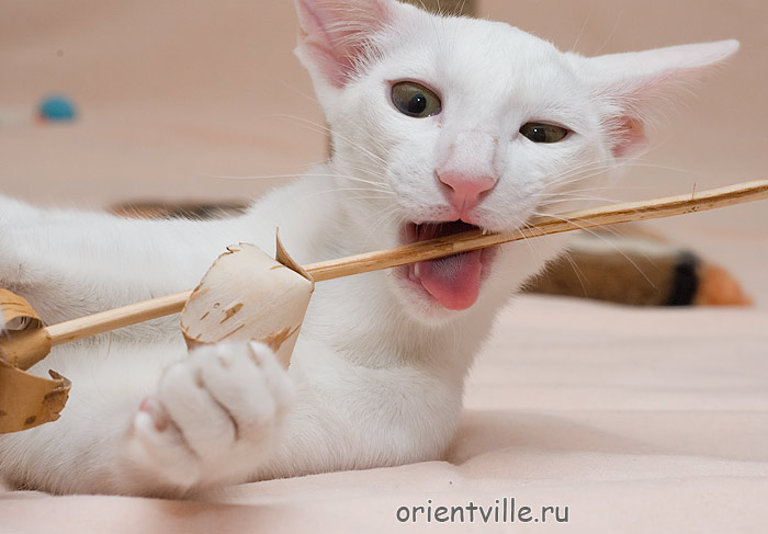 Assol Da Kisa. 5 month