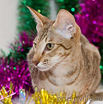 Zima Sueno de Pantera