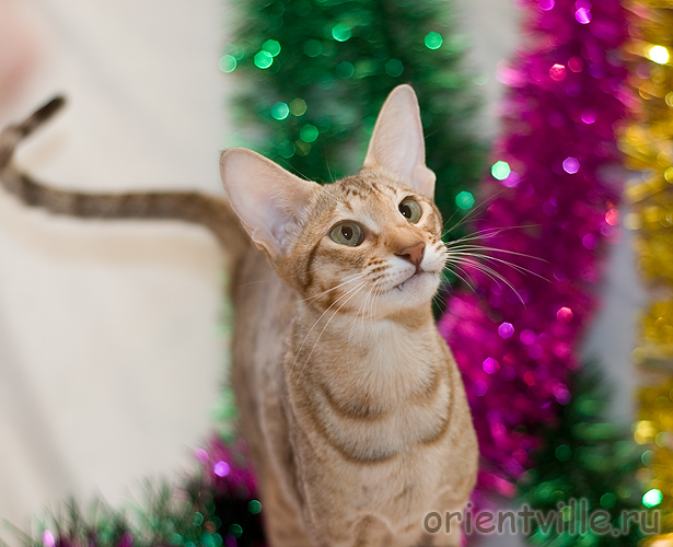 Zima Sueno de Pantera. Кошка-вампир